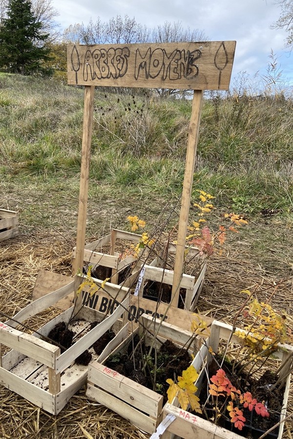 08-Choix-essences_Bordeaux-MiniBigForest