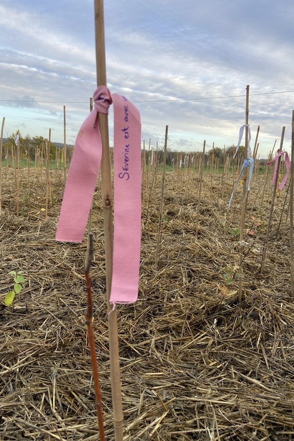 18_Ruban_Bordeaux-MiniBigForest