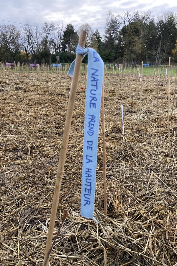 20_Ruban_Bordeaux-MiniBigForest